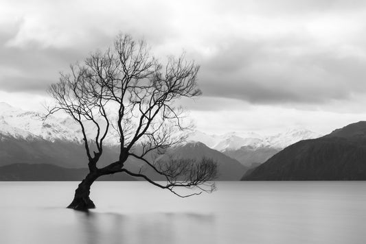 That Wanaka tree