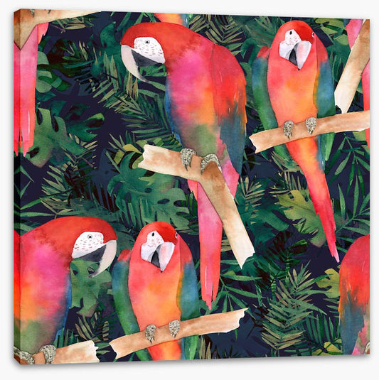Midnight parrots