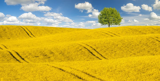 Meadows