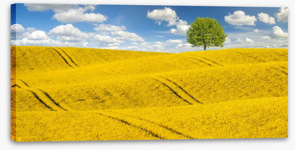 Meadows
