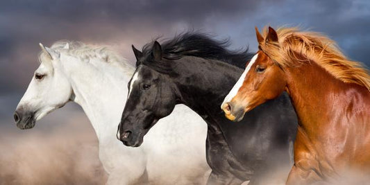 The three musketeers