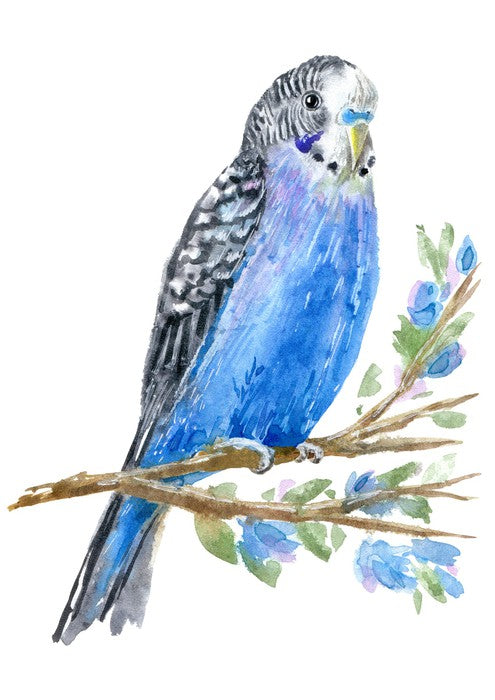 Blue budgie branch