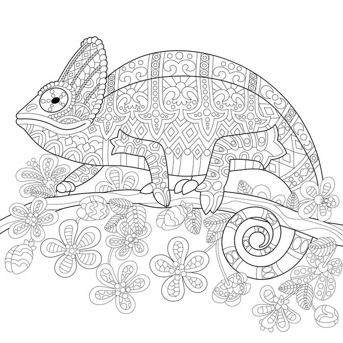 Colour me veiled chameleon