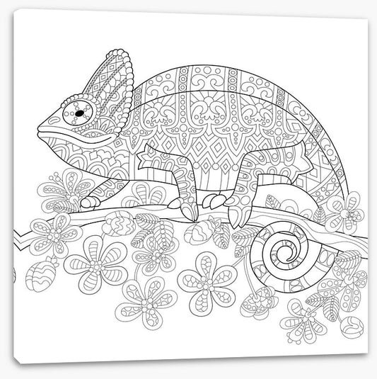 Colour me veiled chameleon