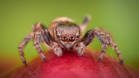 Insects