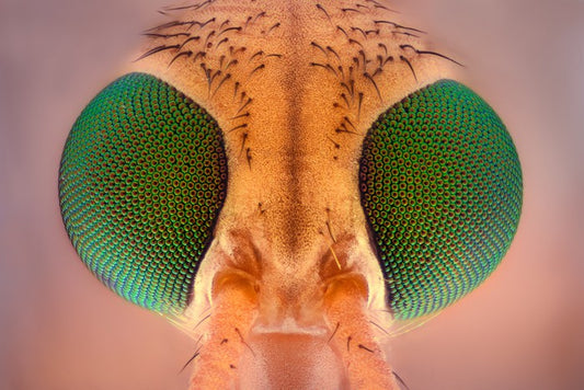 Insects