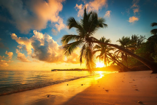 Punta Cana palms