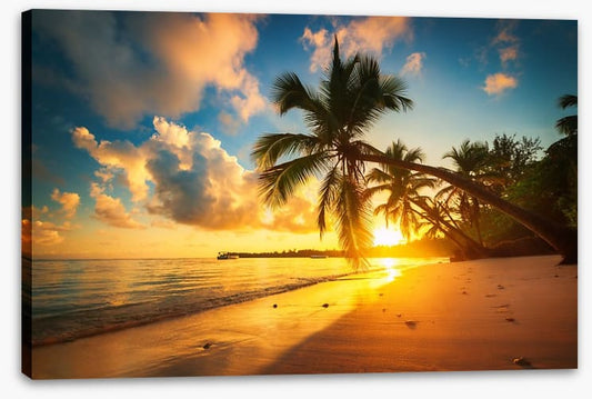 Punta Cana palms