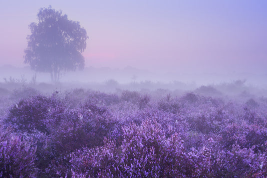 Purple dawn