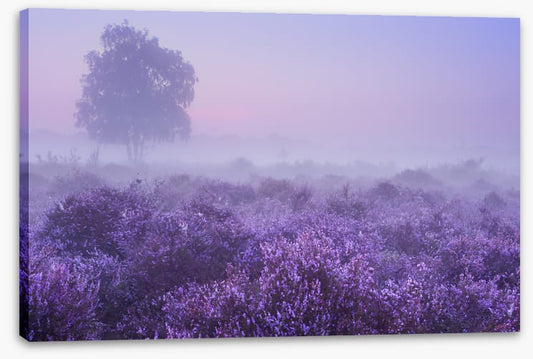 Purple dawn