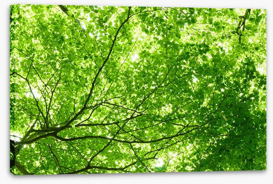 Leaves