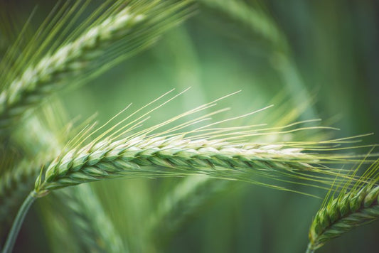 Agriculture