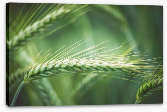 Agriculture