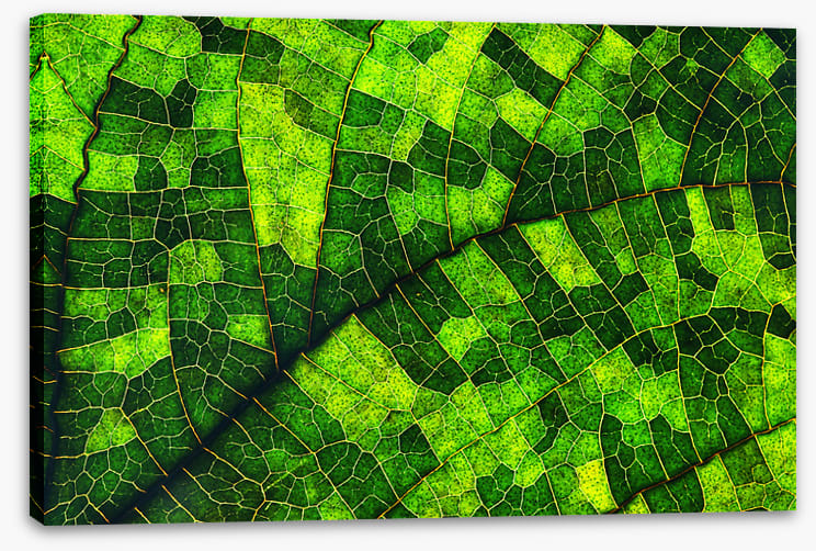 Skeleton leaf green