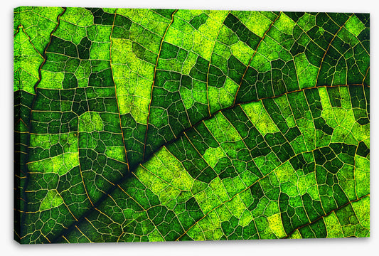 Skeleton leaf green
