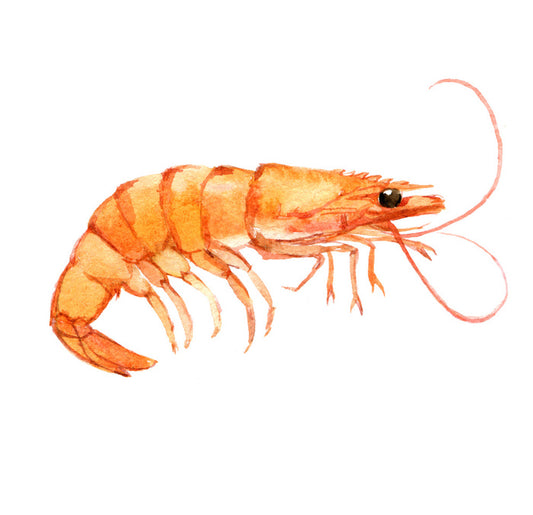 Single shrimp