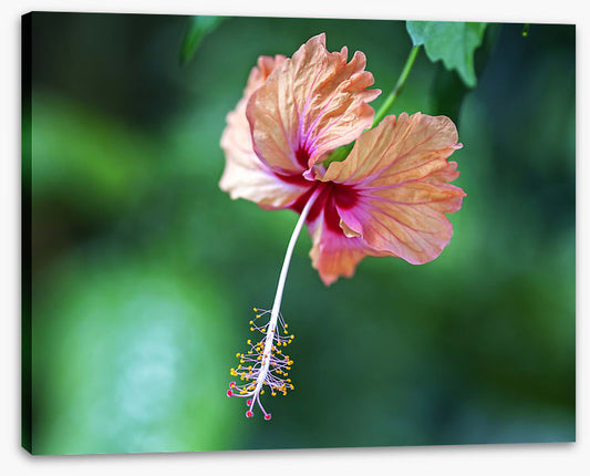 Hibiscus a La Digue