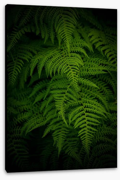 Ferns by night