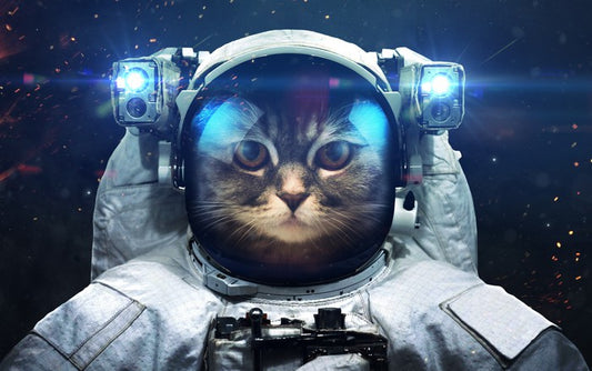 Space cat