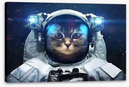 Space cat