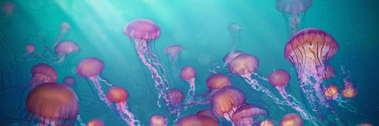 Jellyfish joy panorama