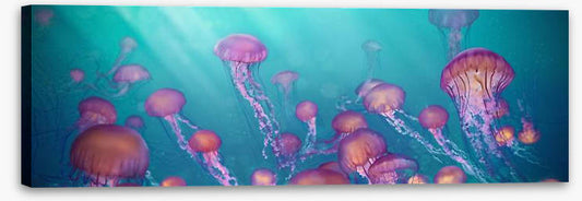 Jellyfish joy panorama