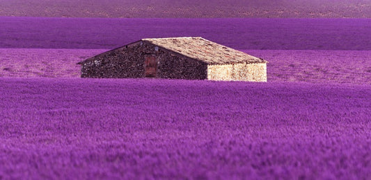 Meadows