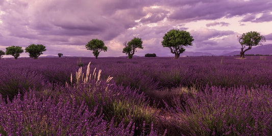Meadows