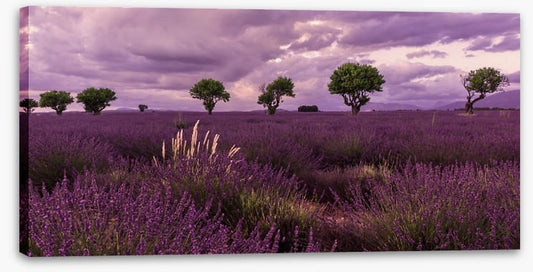 Meadows