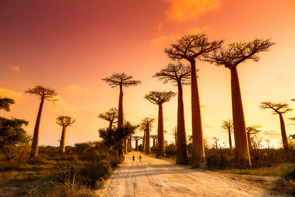 Avenue of baobabs