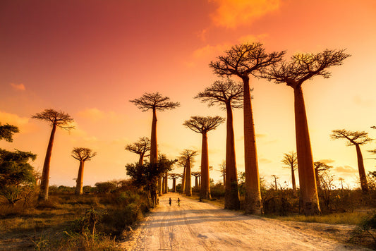 Avenue of baobabs