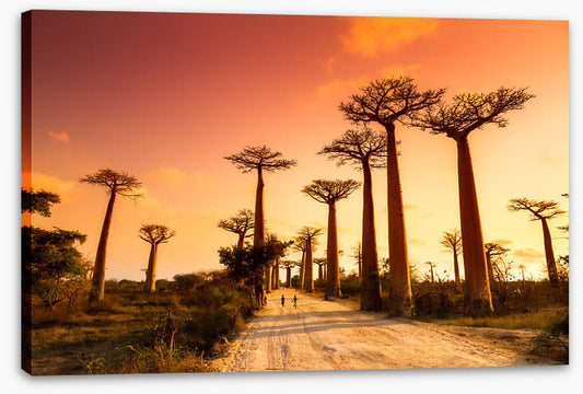 Avenue of baobabs
