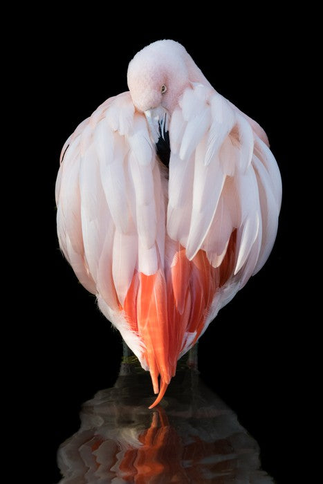 Chilean flamingo