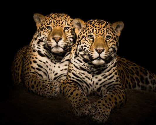 Team jaguar
