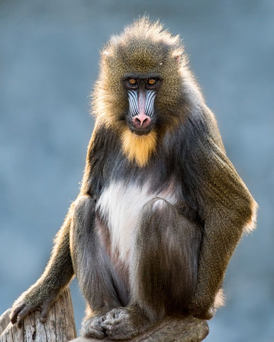 Mandrill moment