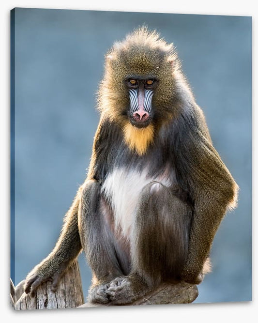 Mandrill moment