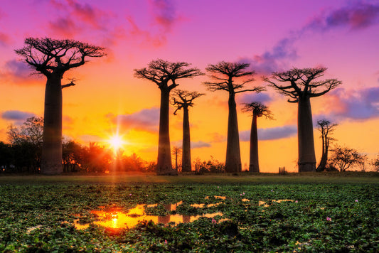 Goodnight baobabs