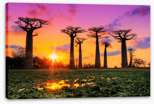 Goodnight baobabs