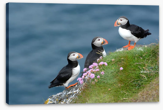 Birds