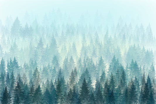 In the misty pines