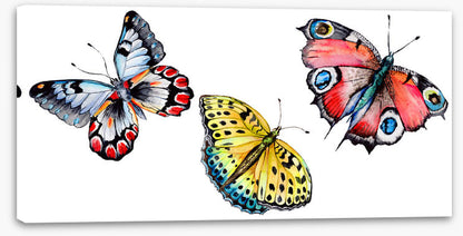 Butterflies