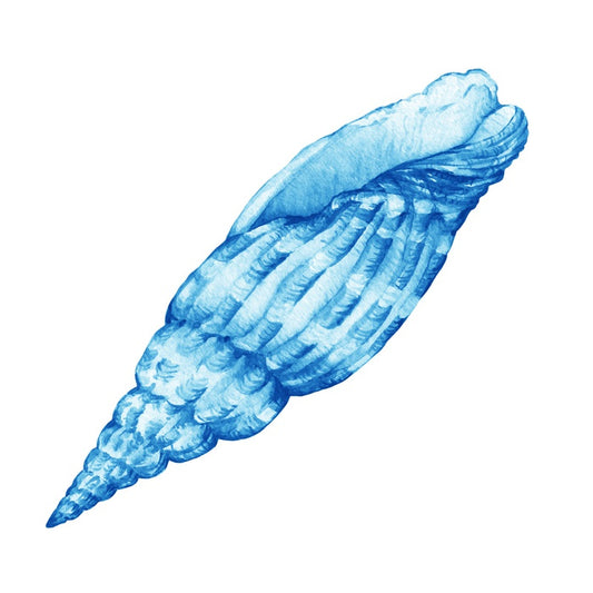Blue cerith shell
