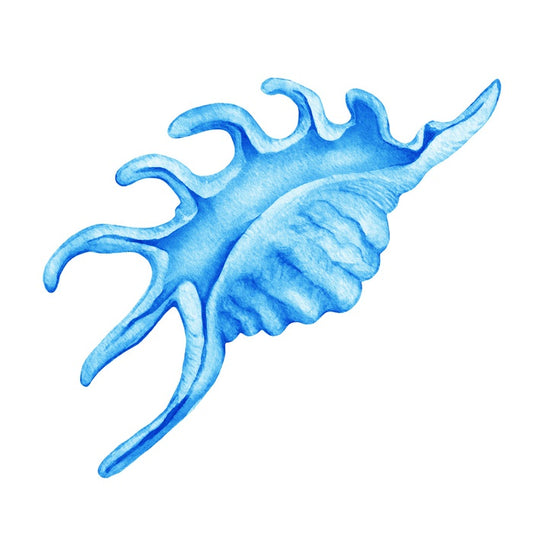 Blue spider conch