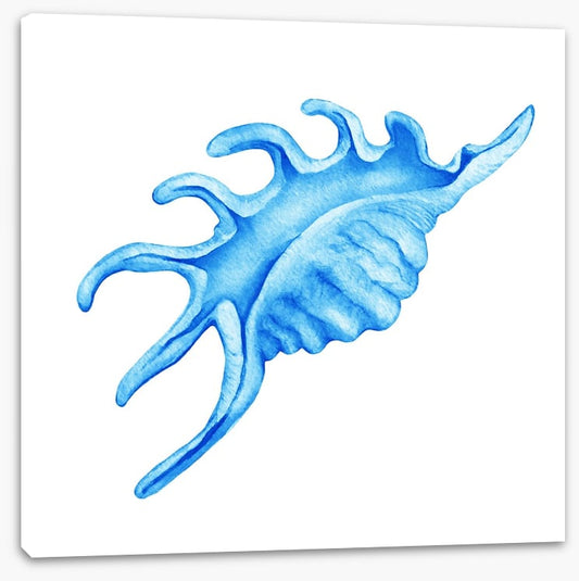 Blue spider conch
