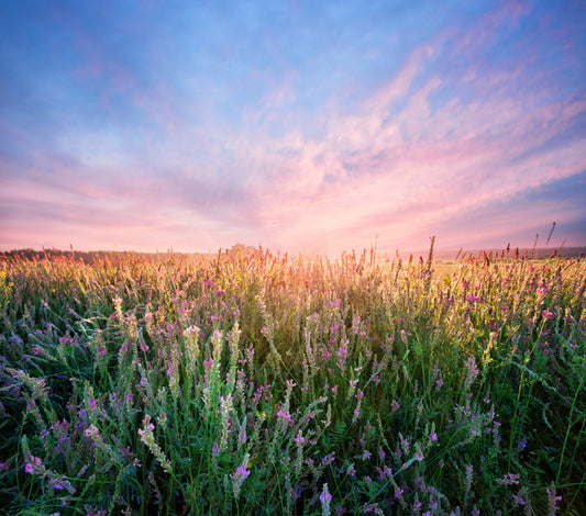 Alfalfa flower dawn