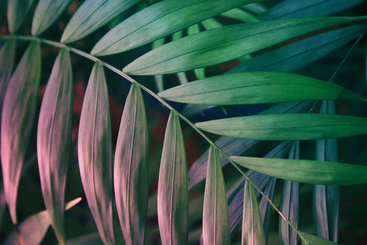 Sunset in the jungle