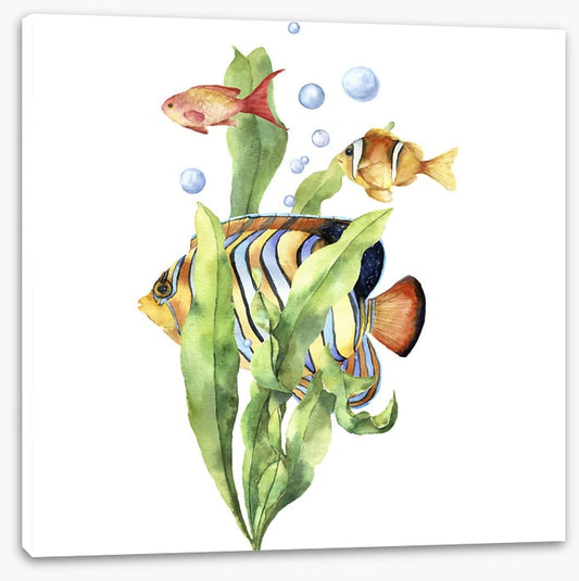 Seaweed swim
