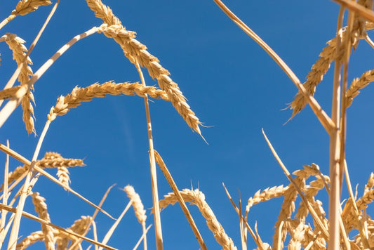 Agriculture