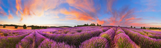 Meadows