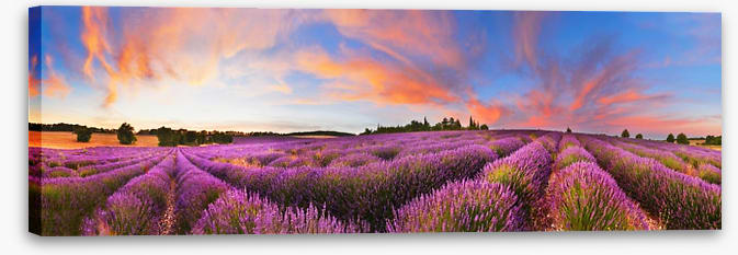 Meadows